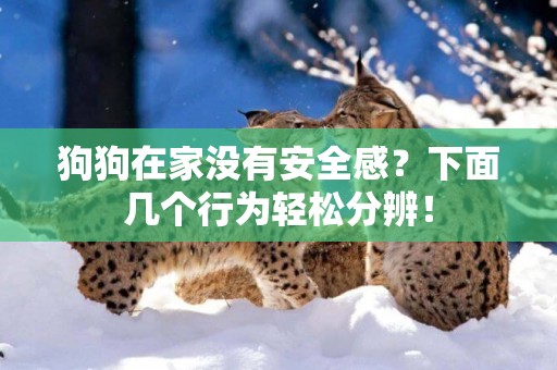 狗狗在家沒有安全感？下面幾個行為輕松分辨！