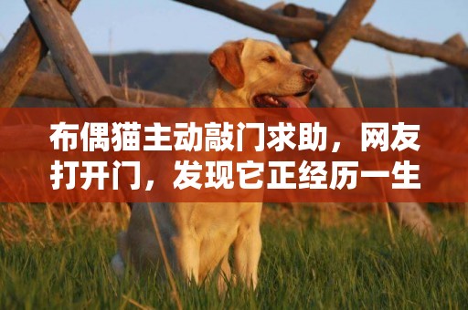 布偶貓主動敲門求助，網友打開門，發現它正經歷一生最痛的事