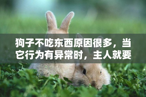 狗子不吃東西原因很多，當它行為有異常時，主人就要帶它去檢查