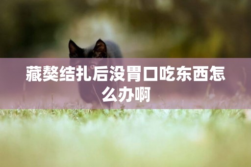 藏獒結扎后沒胃口吃東西怎么辦啊