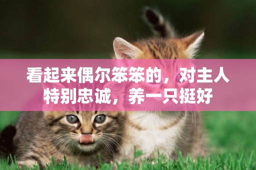看起來偶爾笨笨的，對主人特別忠誠，養一只挺好