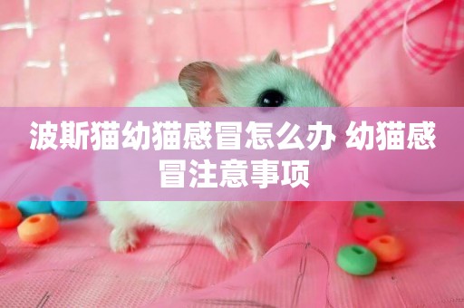 波斯貓幼貓感冒怎么辦 幼貓感冒注意事項