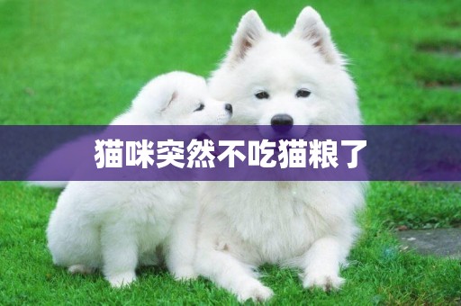 貓咪突然不吃貓糧了