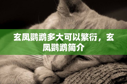 玄鳳鸚鵡多大可以繁衍，玄鳳鸚鵡簡介