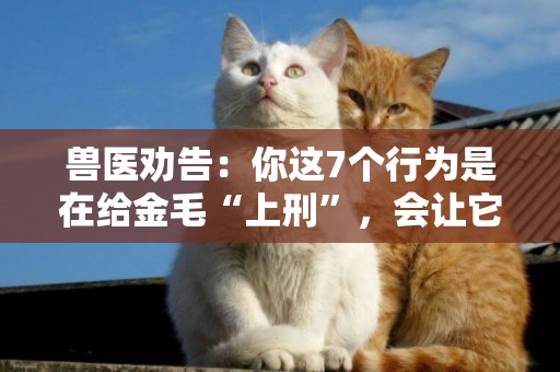 獸醫勸告：你這7個行為是在給金毛“上刑”，會讓它很痛苦