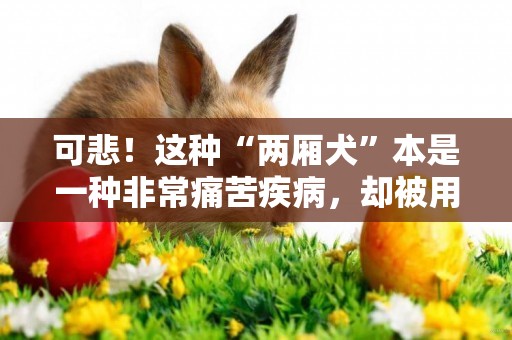 可悲！這種“兩廂犬”本是一種非常痛苦疾病，卻被用來當寵物狗！