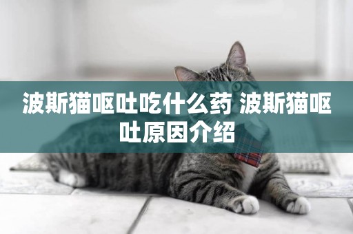 波斯貓嘔吐吃什么藥 波斯貓嘔吐原因介紹