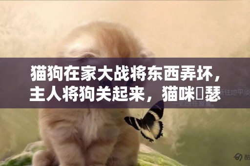 貓狗在家大戰將東西弄壞，主人將狗關起來，貓咪嘚瑟并且報了仇