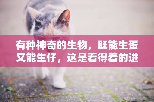 有種神奇的生物，既能生蛋又能生仔，這是看得著的進化