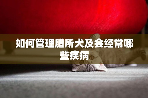 如何管理臘所犬及會經常哪些疾病