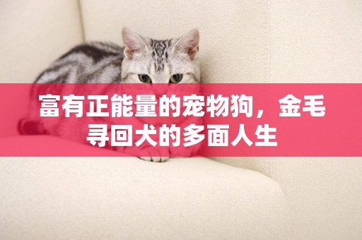 富有正能量的寵物狗，金毛尋回犬的多面人生