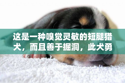 這是一種嗅覺靈敏的短腿獵犬，而且善于掘洞，此犬勇敢，忠實