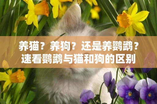 養貓？養狗？還是養鸚鵡？速看鸚鵡與貓和狗的區別