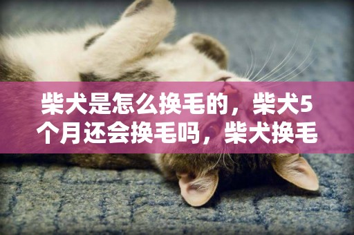柴犬是怎么換毛的，柴犬5個月還會換毛嗎，柴犬換毛季是幾月