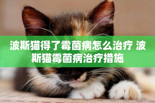 波斯貓得了霉菌病怎么治療 波斯貓霉菌病治療措施