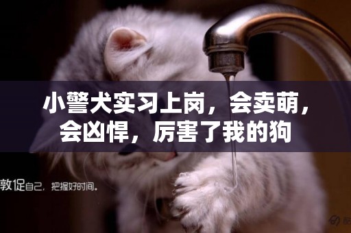 小警犬實習上崗，會賣萌，會兇悍，厲害了我的狗