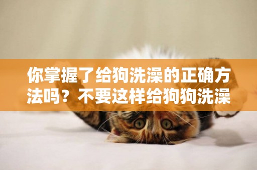 你掌握了給狗洗澡的正確方法嗎？不要這樣給狗狗洗澡，這不科學