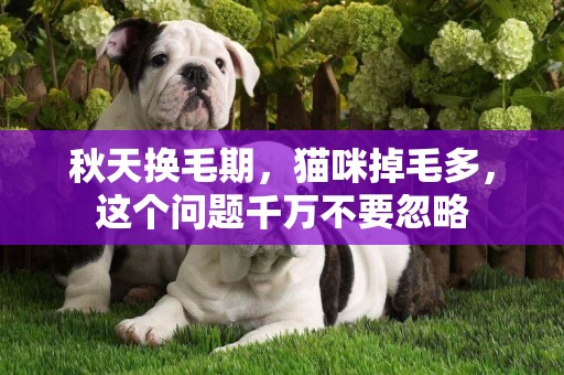 秋天換毛期，貓咪掉毛多，這個問題千萬不要忽略