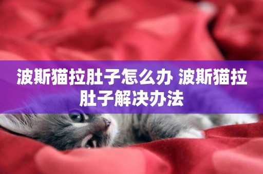 波斯貓拉肚子怎么辦 波斯貓拉肚子解決辦法