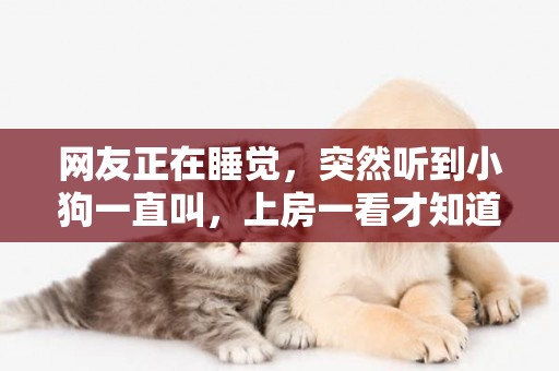 網友正在睡覺，突然聽到小狗一直叫，上房一看才知道