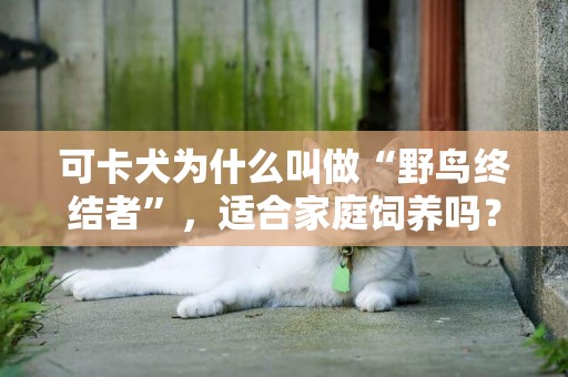 可卡犬為什么叫做“野鳥終結者”，適合家庭飼養嗎？