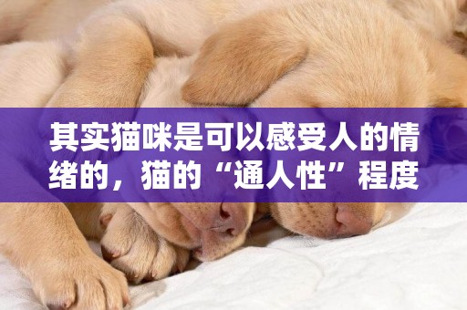 其實貓咪是可以感受人的情緒的，貓的“通人性”程度不亞于狗狗