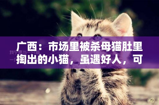 廣西：市場里被殺母貓肚里掏出的小貓，雖遇好人，可還是沒活下來