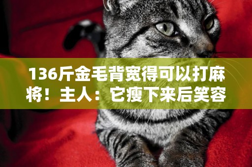 136斤金毛背寬得可以打麻將！主人：它瘦下來后笑容更多