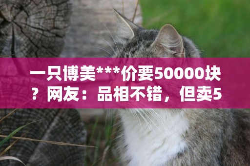 一只博美***價要50000塊？網友：品相不錯，但賣5萬？也太敢要了