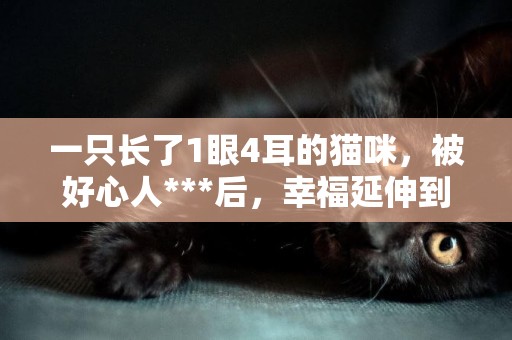 一只長了1眼4耳的貓咪，被好心人***后，幸福延伸到了嘴角