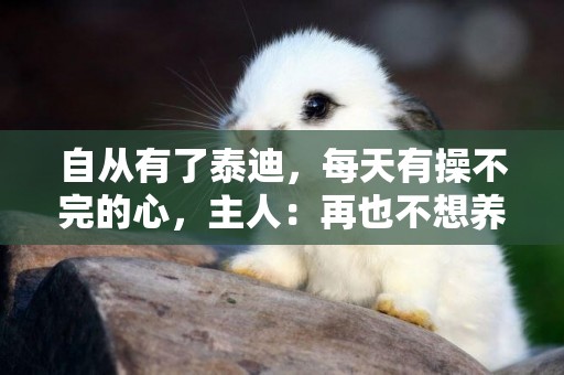 自從有了泰迪，每天有操不完的心，主人：再也不想養泰迪！