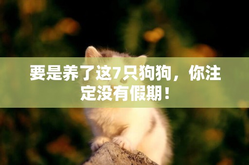 要是養了這7只狗狗，你注定沒有假期！