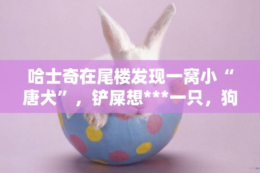 哈士奇在尾樓發現一窩小“唐犬”，鏟屎想***一只，狗媽突然出現