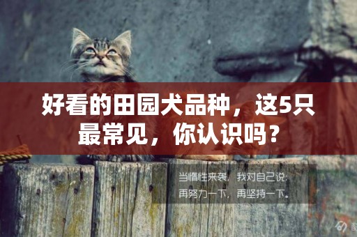 好看的田園犬品種，這5只最常見，你認識嗎？