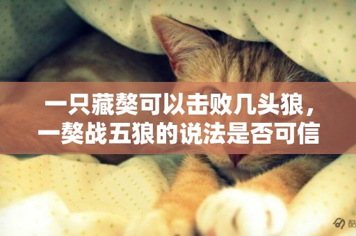 一只藏獒可以擊敗幾頭狼，一獒戰五狼的說法是否可信？
