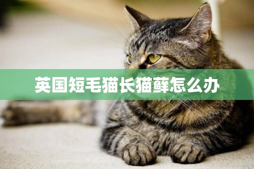 英國短毛貓長貓蘚怎么辦