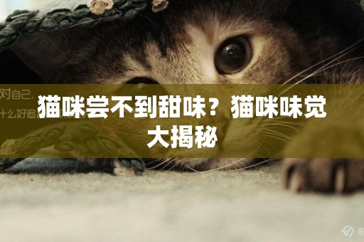 貓咪嘗不到甜味？貓咪味覺大揭秘