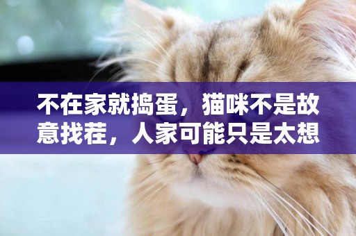 不在家就搗蛋，貓咪不是故意找茬，人家可能只是太想你了