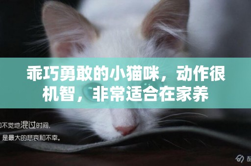 乖巧勇敢的小貓咪，動作很機智，非常適合在家養