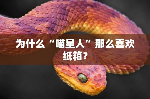 為什么“喵星人”那么喜歡紙箱？