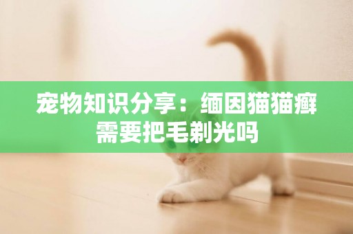 寵物知識分享：緬因貓貓癬需要把毛剃光嗎