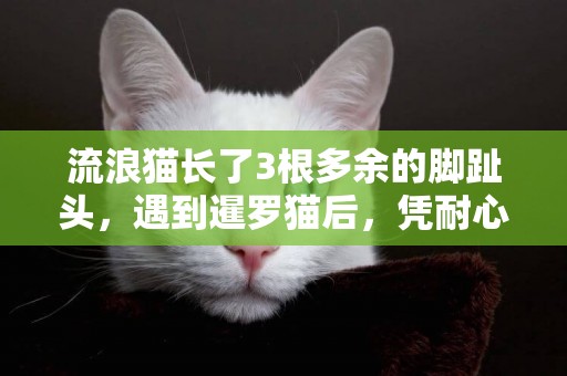 流浪貓長了3根多余的腳趾頭，遇到暹羅貓后，憑耐心彼此成為朋友