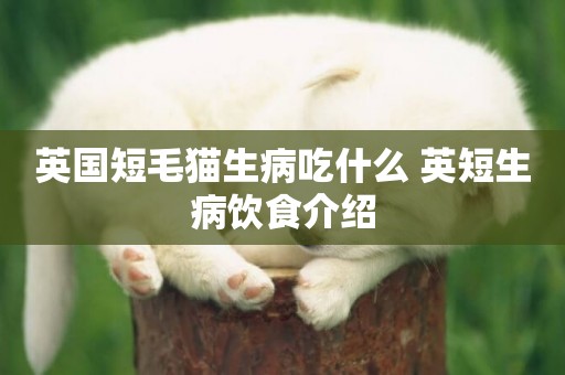 英國短毛貓生病吃什么 英短生病飲食介紹