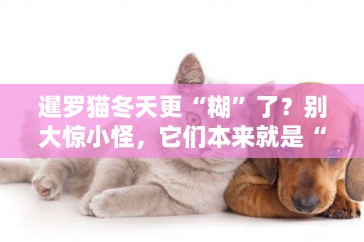 暹羅貓冬天更“糊”了？別大驚小怪，它們本來就是“貓界變色龍”