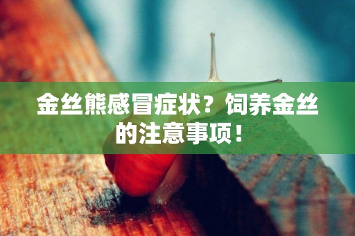 金絲熊感冒癥狀？飼養金絲的注意事項！