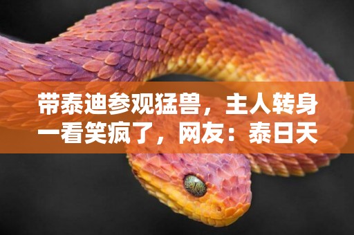 帶泰迪參觀猛獸，主人轉身一看笑瘋了，網友：泰日天不是白叫的！