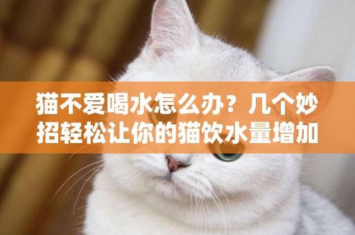 貓不愛喝水怎么辦？幾個妙招輕松讓你的貓飲水量增加