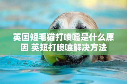 英國短毛貓打噴嚏是什么原因 英短打噴嚏解決方法