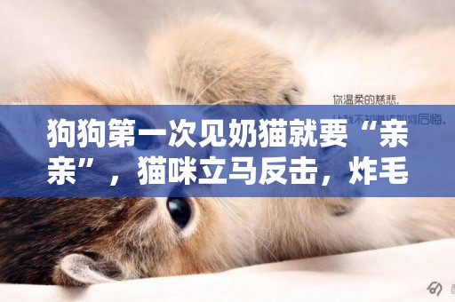 狗狗第一次見奶貓就要“親親”，貓咪立馬反擊，炸毛的樣子太萌了