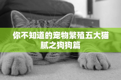 你不知道的寵物繁殖五大貓膩之狗狗篇